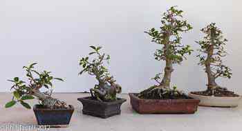 Four burtt-davyi tree